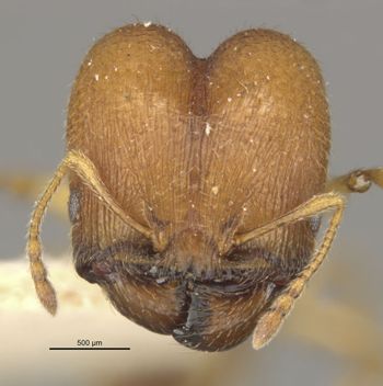 Media type: image;   Entomology 20723 Aspect: head frontal view